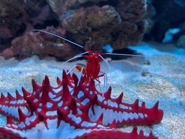 DMMかりゆし水族館に投稿された画像（2024/2/5）