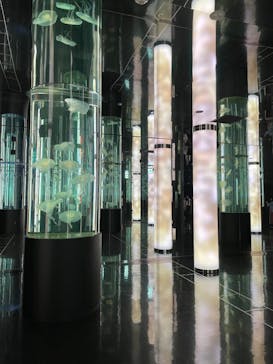 DMMかりゆし水族館に投稿された画像（2024/2/5）