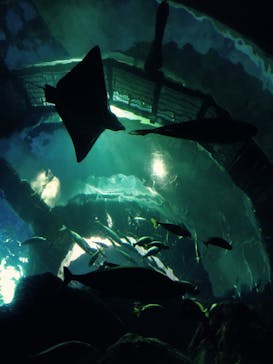 大分マリーンパレス水族館 「うみたまご」に投稿された画像（2024/2/5）