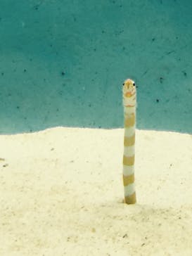 大分マリーンパレス水族館 「うみたまご」に投稿された画像（2024/2/5）