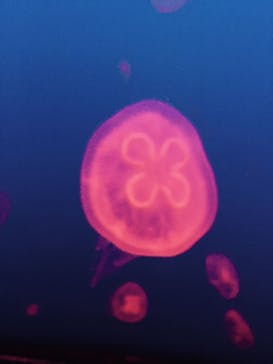 大分マリーンパレス水族館 「うみたまご」に投稿された画像（2024/2/5）