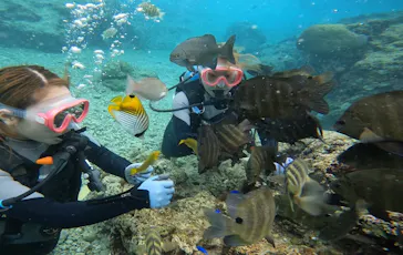 武藤潜水に投稿された画像（2024/2/6）