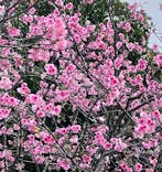 今帰仁城跡に投稿された画像（2024/2/6）