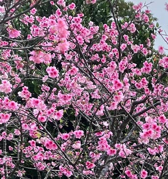 今帰仁城跡に投稿された画像（2024/2/6）