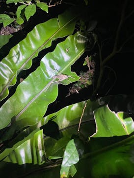 宮古島 ADVENTURE PiPi（ミヤコジマ アドベンチャー ピピ）に投稿された画像（2024/2/6）