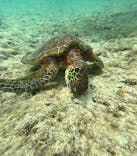 宮古島 ADVENTURE PiPi（ミヤコジマ アドベンチャー ピピ）に投稿された画像（2024/2/6）