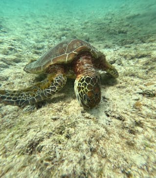 宮古島 ADVENTURE PiPi（ミヤコジマ アドベンチャー ピピ）に投稿された画像（2024/2/6）