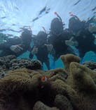 宮古島 ADVENTURE PiPi（ミヤコジマ アドベンチャー ピピ）に投稿された画像（2024/2/6）