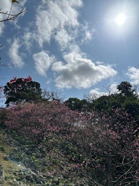 今帰仁城跡に投稿された画像（2024/2/6）