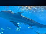 沖縄美ら海水族館に投稿された画像（2024/2/6）