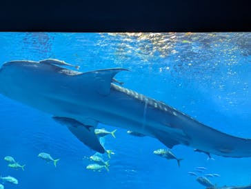沖縄美ら海水族館に投稿された画像（2024/2/6）