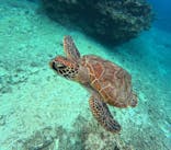 石垣島 ADVENTURE PiPi（イシガキジマアドベンチャーピピ）に投稿された画像（2024/2/6）