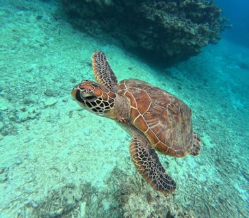 石垣島 ADVENTURE PiPi（イシガキジマアドベンチャーピピ）に投稿された画像（2024/2/6）