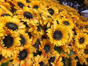 ゴッホ・アライブに投稿された画像（2024/2/6）