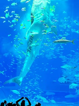 沖縄美ら海水族館に投稿された画像（2024/2/6）