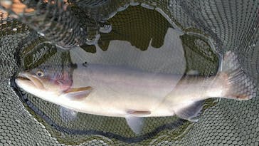 大安トラウトレイクに投稿された画像（2024/2/6）