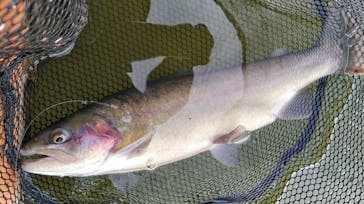 大安トラウトレイクに投稿された画像（2024/2/6）