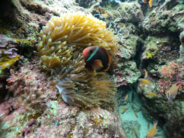 武藤潜水に投稿された画像（2024/2/7）