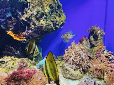 大分マリーンパレス水族館 「うみたまご」に投稿された画像（2024/2/7）