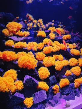 大分マリーンパレス水族館 「うみたまご」に投稿された画像（2024/2/7）