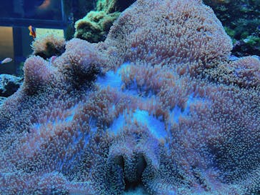 大分マリーンパレス水族館 「うみたまご」に投稿された画像（2024/2/7）