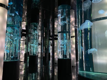 DMMかりゆし水族館に投稿された画像（2024/2/7）