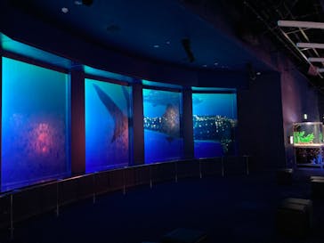 DMMかりゆし水族館に投稿された画像（2024/2/7）