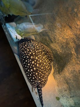 カワスイ 川崎⽔族館に投稿された画像（2024/2/7）