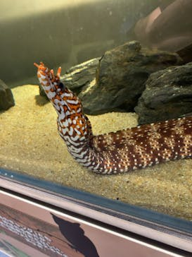 カワスイ 川崎⽔族館に投稿された画像（2024/2/7）