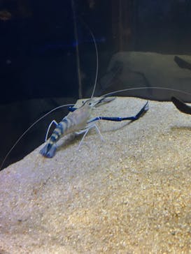 カワスイ 川崎⽔族館に投稿された画像（2024/2/7）