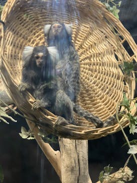 カワスイ 川崎⽔族館に投稿された画像（2024/2/7）