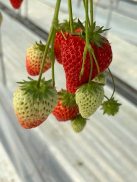 株式会社こまち野に投稿された画像（2024/2/7）