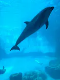 名古屋港水族館に投稿された画像（2024/2/7）