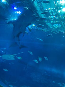 沖縄美ら海水族館に投稿された画像（2024/2/7）