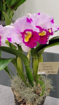 世界らん展2026-花と緑の祭典-に投稿された画像（2024/2/7）