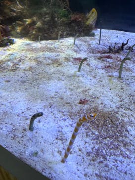 名古屋港水族館に投稿された画像（2024/2/7）