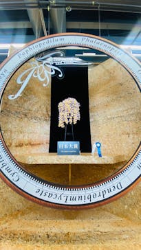 世界らん展2026-花と緑の祭典-に投稿された画像（2024/2/7）