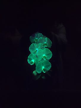 世界らん展2026-花と緑の祭典-に投稿された画像（2024/2/7）