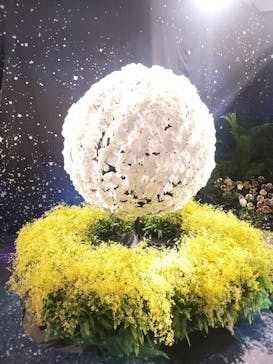 世界らん展2026-花と緑の祭典-に投稿された画像（2024/2/7）