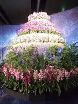 世界らん展2026-花と緑の祭典-に投稿された画像（2024/2/7）