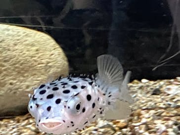 下田海中水族館に投稿された画像（2024/2/7）