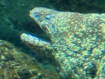 下田海中水族館に投稿された画像（2024/2/7）