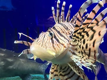 下田海中水族館に投稿された画像（2024/2/7）