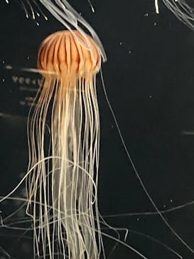 下田海中水族館に投稿された画像（2024/2/7）