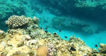 石垣島 ADVENTURE PiPi（イシガキジマアドベンチャーピピ）に投稿された画像（2024/2/8）