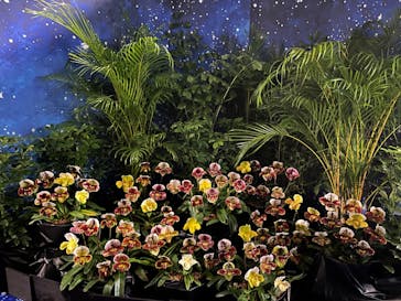 世界らん展2026-花と緑の祭典-に投稿された画像（2024/2/8）