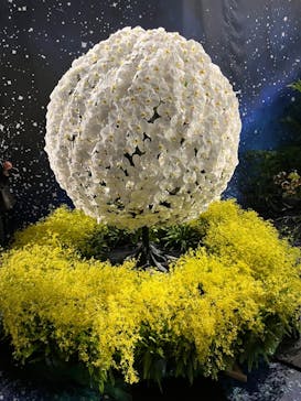 世界らん展2026-花と緑の祭典-に投稿された画像（2024/2/8）