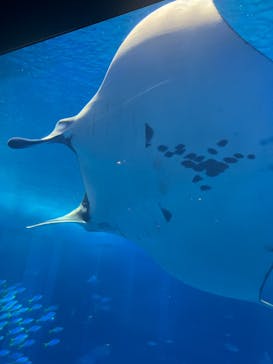 沖縄美ら海水族館に投稿された画像（2024/2/8）