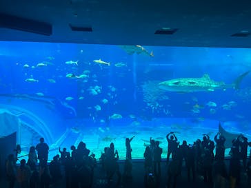 沖縄美ら海水族館に投稿された画像（2024/2/8）