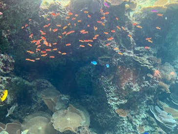 沖縄美ら海水族館に投稿された画像（2024/2/8）